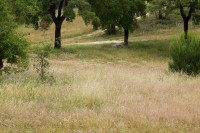 /album/esperas-aos-javalis/mg-2786-jpg/