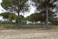 /album/galeria-de-fotos-campo-de-treino/mg-1086-jpg/