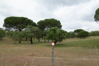 /album/galeria-de-fotos-campo-de-treino/mg-1151-jpg/