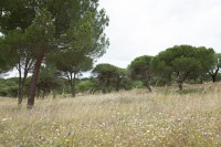 /album/galeria-de-fotos-campo-de-treino/mg-1163-jpg/