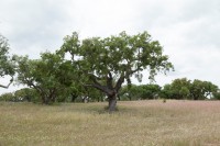 /album/galeria-de-fotos-campo-de-treino/mg-1167-jpg/